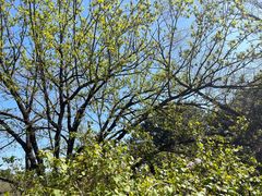 -北京西山国家森林公园