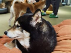 -逗柴咖啡屋·狗咖猫咖宠物桌游