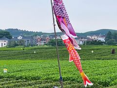 -龙坞茶村