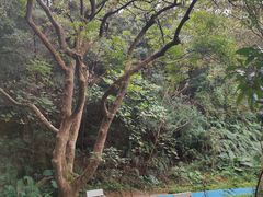 -黄埔油麻山森林公园