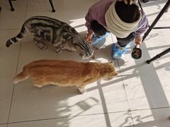 -平行世界·猫咖(首经贸店)
