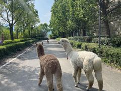 -杭州桐庐康莱德酒店西餐厅-舍