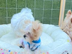 -帕帕拉兹宠物(亚洲旗舰店)