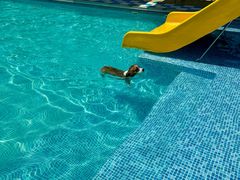 -爪吧宠物乐园 (温榆河示范区店)