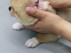 -爱侣宠医·鹦鹉专科·小型哺乳类·异宠专科(灵石路店)