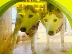 -Husky Go! 哈士奇体验馆·宠物咖啡厅狗咖