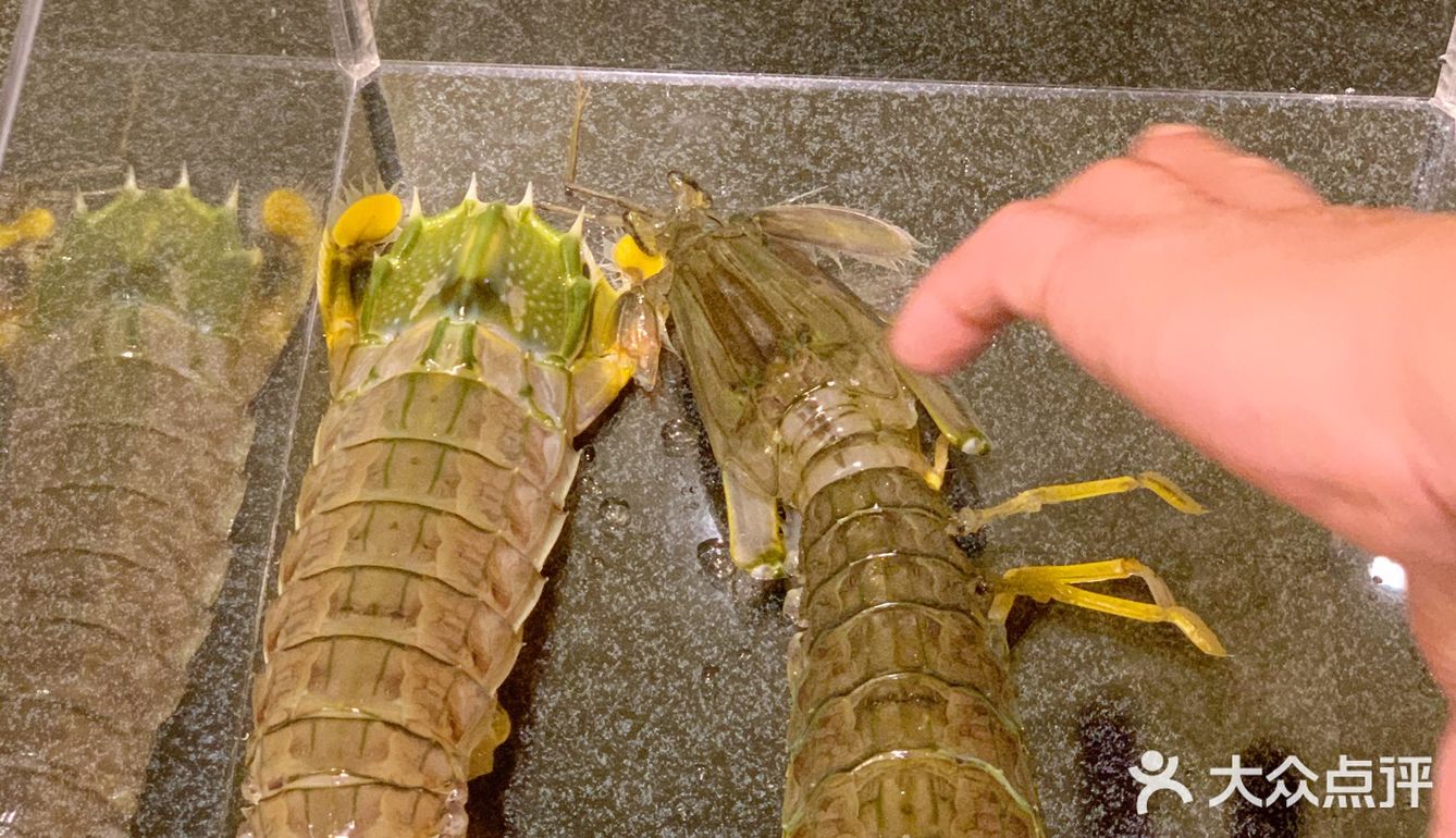 去人气海鲜火锅店喜势滚新店吃吃比手掌大的爬爬虾🦐