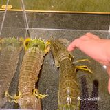 去人气海鲜火锅店喜势滚新店吃吃比手掌大的爬爬虾🦐