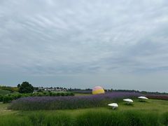 -空港花田景区
