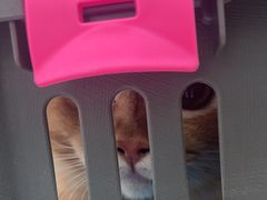 -瑞派动物医院·猫专科·至诚(江南中分院)