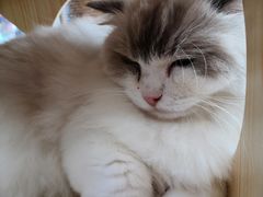 -瞄一喵猫咖(格力海岸店)