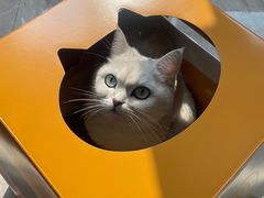 -飞行喵MR PILOT|猫舍·猫咖(静安大融城店)