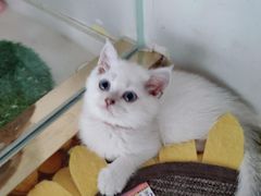 -糯米喵星人总部直营旗舰店·猫舍·幼猫出售