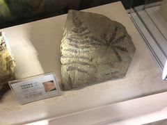 -辽宁古生物博物馆