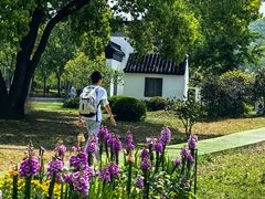 -苏州上方山国家森林公园