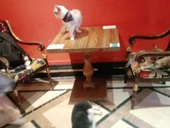 -猫色咖啡·猫咖