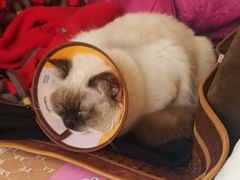 -派联宠物医院·24h·CT·异宠