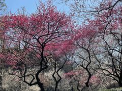 -杭州植物园