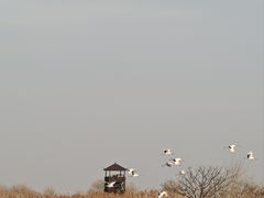 -盐城丹顶鹤湿地生态旅游区