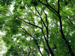 -深圳国际园林花卉博览园