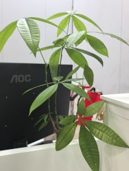-美兮美学·日式艺术美甲美睫