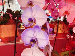 -越秀西湖花市(广州城市广场花卉店)