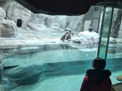 -合肥野生动物园