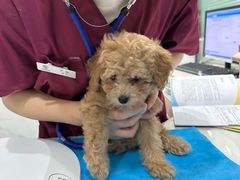 -伟伟宠物医院·CT影像中心·瑞派犬猫综合性门诊(汉口总院)