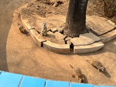 -石家庄市动物园