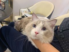 -钦宠·猫咪售卖·洗护·寄养(东圃旗舰店)