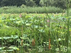 -西湖风景区-江洋畈生态公园