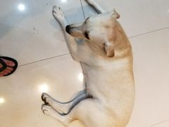 -瑞鹏宠物医院·内科·中兽医·骨科(苗圃店)