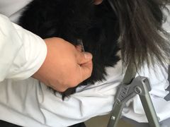 -瑞派福兴宠物医院犬猫全科·骨科·中西医结合(河东店)