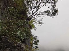 -武陵山森林公园