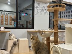 -有喵·猫咖·狗咖·30几只猫10只小狗(岗厦店)
