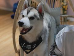 -Husky Go! 哈士奇体验馆·宠物咖啡厅狗咖