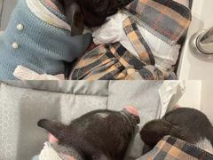 -怪兽屋·羊驼·猫咖·狗咖(俊华广场店)