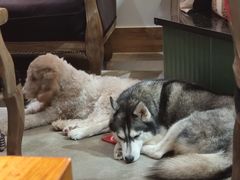 -more than meow吴止猫主题餐厅(承德 中船汇店)