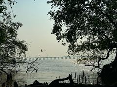 -宝安西湾红树林湿地公园