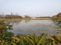 -上海长兴岛郊野公园