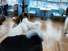 -遇见羊驼·奶狗咖·布偶猫咖·法斗柯基柴犬阿拉斯加(春熙路太古里IFS店)