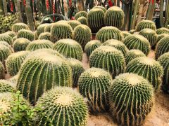 -石家庄市植物园