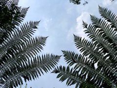 -海南热带雨林国家公园吊罗山景区