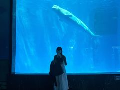 -海合安成都极地海洋公园