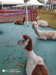 -萌宠亲子动物乐园(槐房万达店)