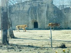 -秦皇岛野生动物园