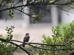 -水绘园