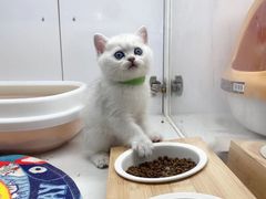 -糯米喵星人总部直营旗舰店·猫舍·幼猫出售