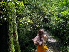 -天目山大树王景区