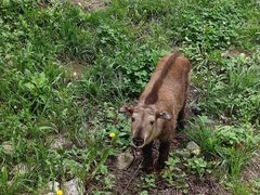 -青峰峡国家森林公园